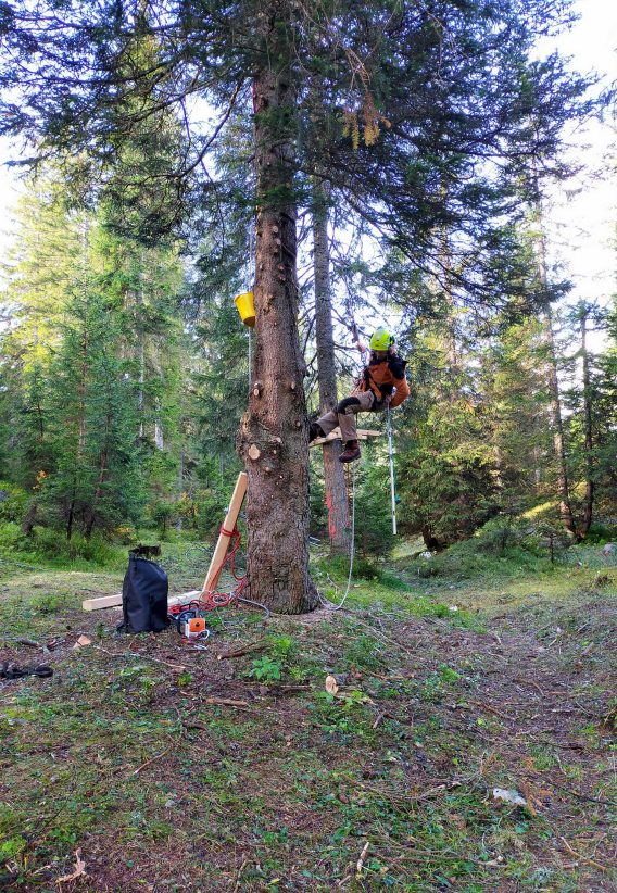 Team italiana parchi costruisce percorso su albero